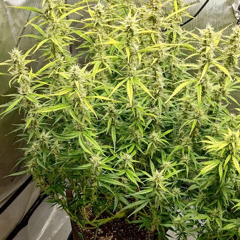 Gorilla Cookies #1 growlog timeline photo