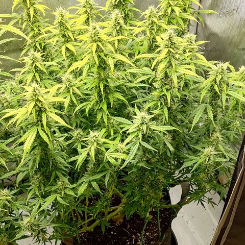 Gorilla Cookies #2 growlog timeline photo