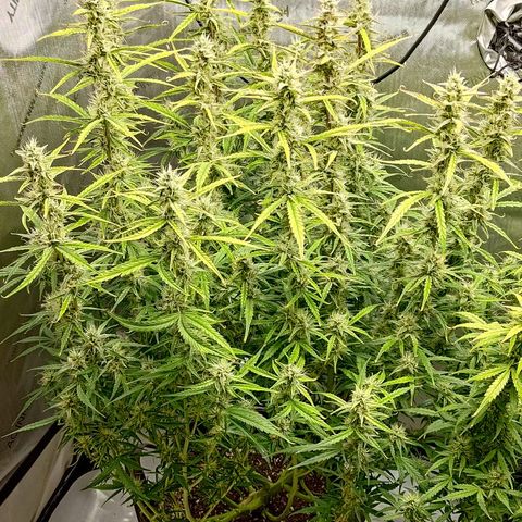 Gorilla Cookies #1 growlog timeline photo