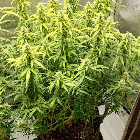 Gorilla Cookies #2 growlog timeline photo
