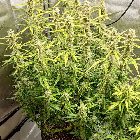 Gorilla Cookies #1 growlog timeline photo