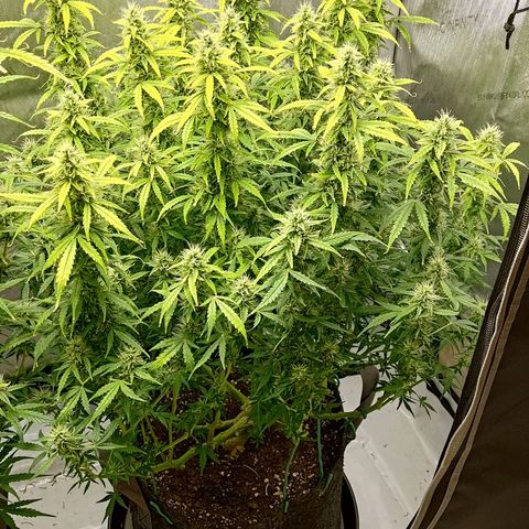 Gorilla Cookies #2 growlog timeline photo