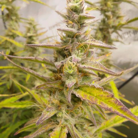 Gorilla Cookies #1 growlog timeline photo