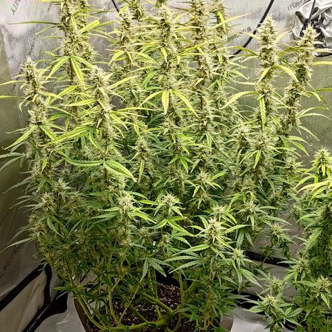 Gorilla Cookies #1 growlog timeline photo