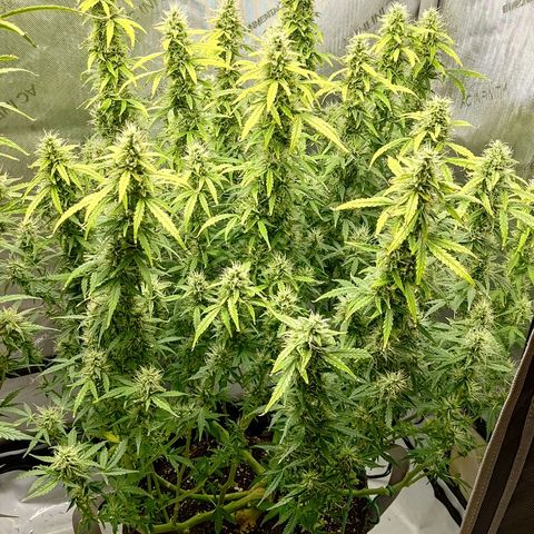 Gorilla Cookies #2 growlog timeline photo