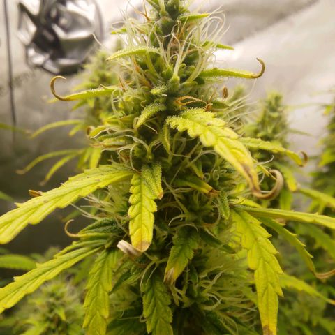 Gorilla Cookies #2 growlog timeline photo