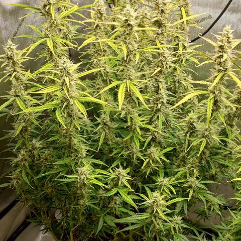 Gorilla Cookies #1 growlog timeline photo