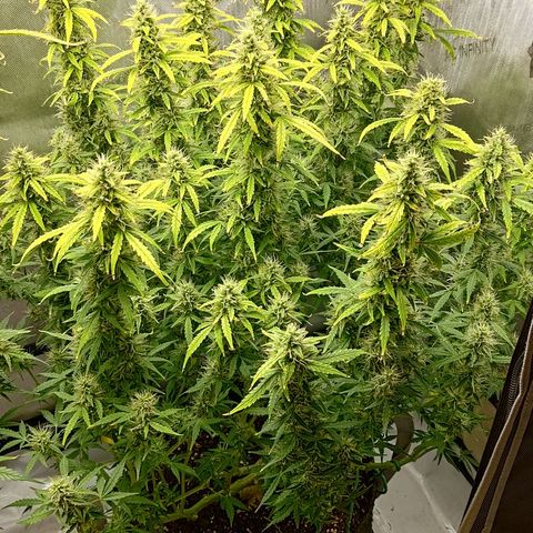 Gorilla Cookies #2 growlog timeline photo