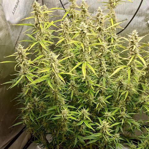 Gorilla Cookies #1 growlog timeline photo