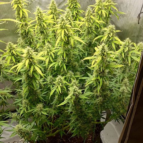 Gorilla Cookies #2 growlog timeline photo