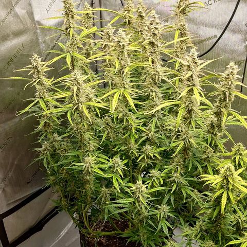 Gorilla Cookies #1 growlog timeline photo