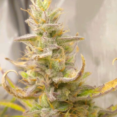 Gorilla Cookies #1 growlog timeline photo