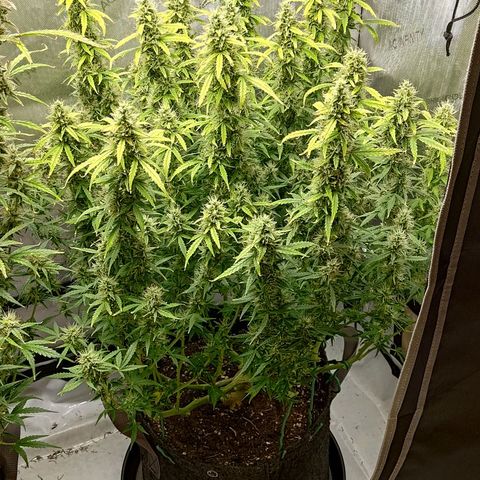 Gorilla Cookies #2 growlog timeline photo