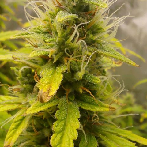 Gorilla Cookies #2 growlog timeline photo
