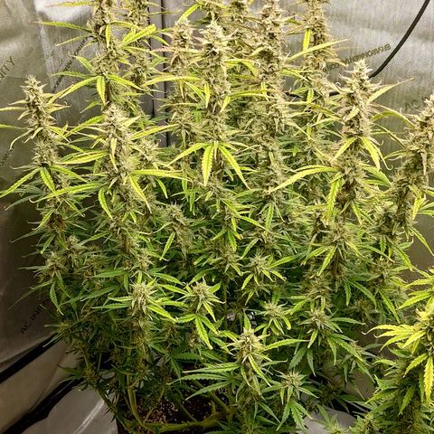 Gorilla Cookies #1 growlog timeline photo