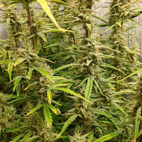 Gorilla Cookies #1 growlog timeline photo