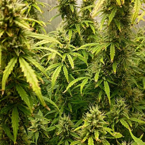 Gorilla Cookies #2 growlog timeline photo