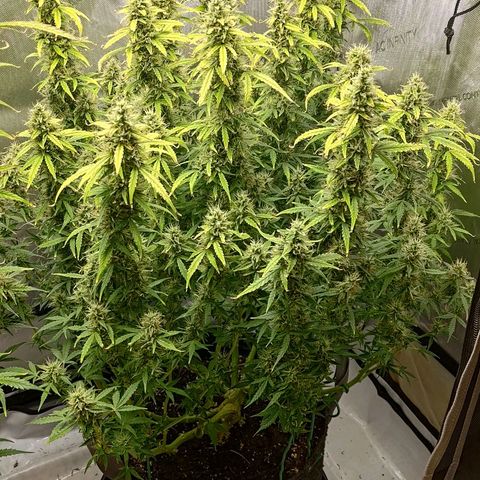 Gorilla Cookies #2 growlog timeline photo