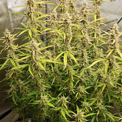 Gorilla Cookies #1 growlog timeline photo