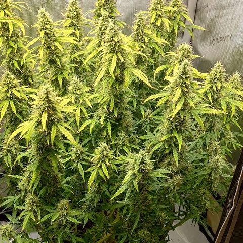 Gorilla Cookies #2 growlog timeline photo