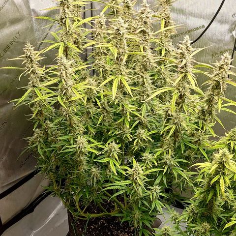 Gorilla Cookies #1 growlog timeline photo