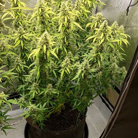 Gorilla Cookies #2 growlog timeline photo