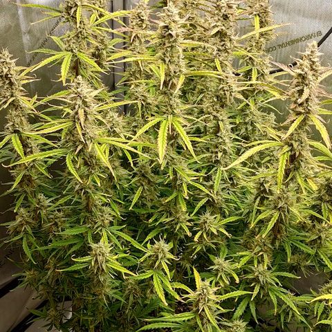 Gorilla Cookies #1 growlog timeline photo