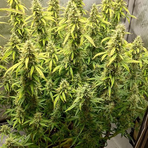 Gorilla Cookies #2 growlog timeline photo