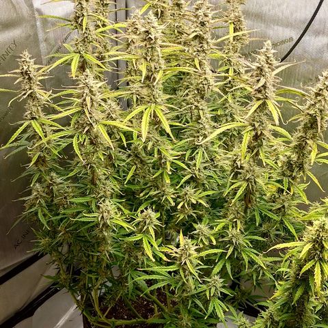 Gorilla Cookies #1 growlog timeline photo