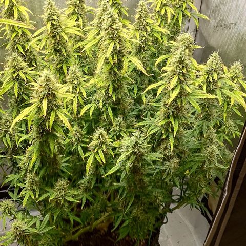 Gorilla Cookies #2 growlog timeline photo