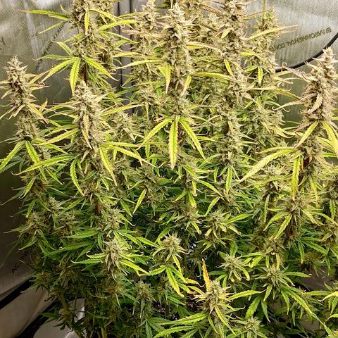 Gorilla Cookies #1 growlog timeline photo