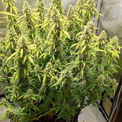 Gorilla Cookies #2 growlog timeline photo