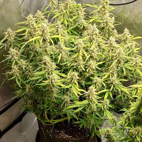 Gorilla Cookies #1 growlog timeline photo