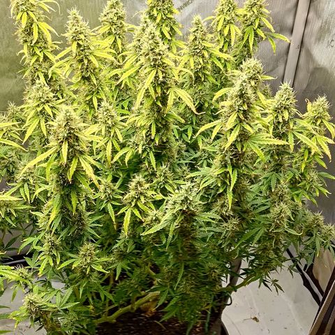 Gorilla Cookies #2 growlog timeline photo