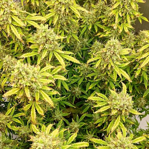 Gorilla Cookies #2 growlog timeline photo