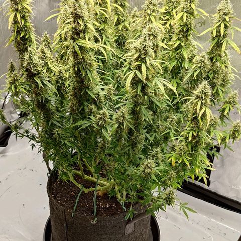 Gorilla Cookies #2 growlog timeline photo