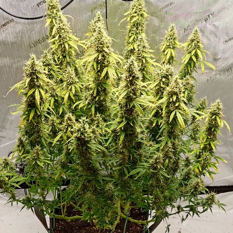 Gorilla Cookies #2 growlog timeline photo
