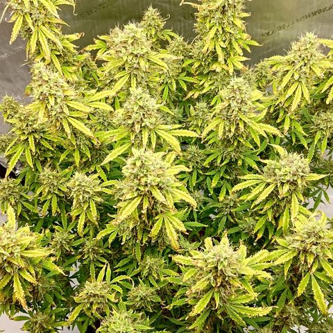 Gorilla Cookies #2 growlog timeline photo