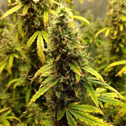 Gorilla Cookies #2 growlog timeline photo