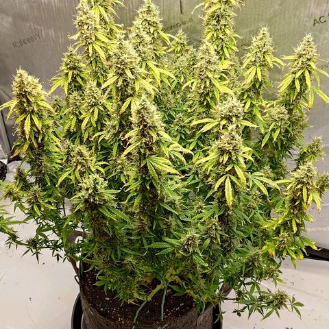 Gorilla Cookies #2 growlog timeline photo