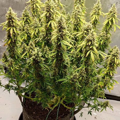 Gorilla Cookies #2 growlog timeline photo
