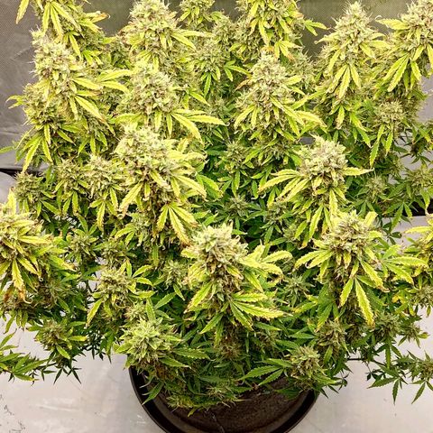 Gorilla Cookies #2 growlog timeline photo