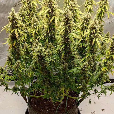 Gorilla Cookies #2 growlog timeline photo