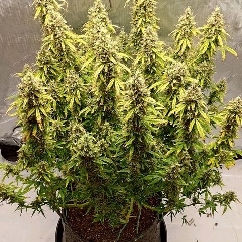 Gorilla Cookies #2 growlog timeline photo