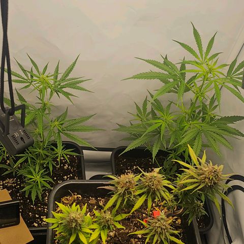 Alaskan Thunder Fuck #2 growlog timeline photo