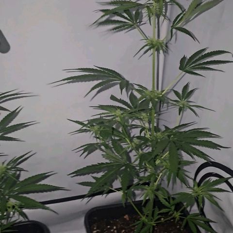 Alaskan Thunder Fuck #2 growlog timeline photo