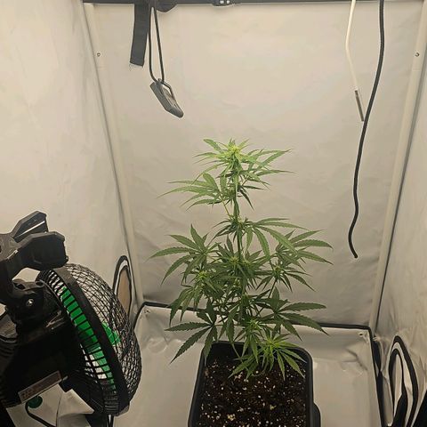 Alaskan Thunder Fuck #2 growlog timeline photo
