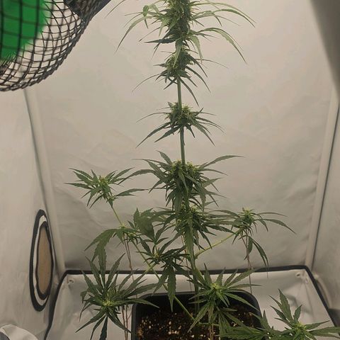 Alaskan Thunder Fuck #2 growlog timeline photo