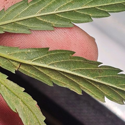 Alaskan Thunder Fuck #2 growlog timeline photo