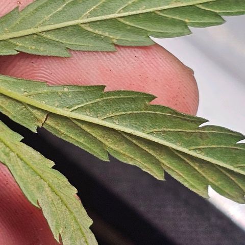 Alaskan Thunder Fuck #2 growlog timeline photo
